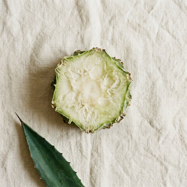 🌵 Agave Americana Stem Extract